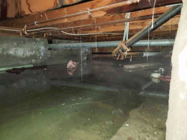 Best Carpet water damage restoration  in Brandon, FL