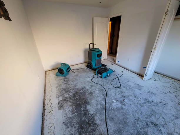 Best Professional water damage repair  in Brandon, FL