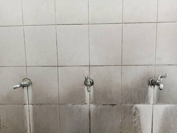 Best Mold removal after water damage  in Brandon, FL