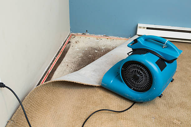 Best Mold removal after water damage  in Brandon, FL